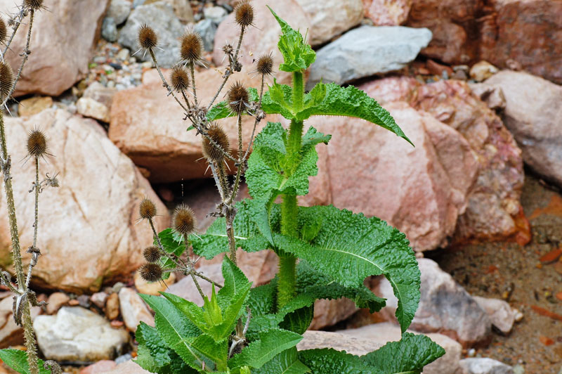 Dipsacus valsecchii / Scardaccione di Valsecchi